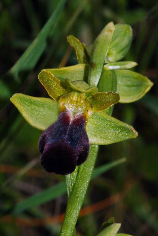 Ophrys fusca 18-05-10